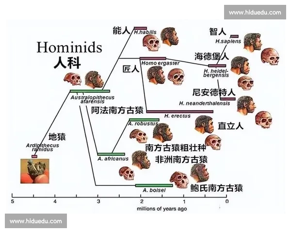 北京人vs现代智人：进化分岔与文明起源之争全解析深度研究图景